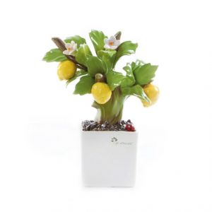Gli Alberelli LA FANTASIA IN BONSAI – Pianta Bonsai limone 12*18cm capodimonte