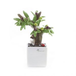 Gli Alberelli LA FANTASIA IN BONSAI – Pianta Bonsai olivo 12*18cm capodimonte